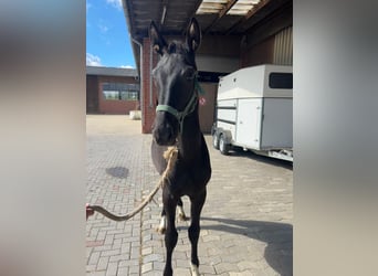 Rijnlander, Hengst, Veulen (03/2025), 170 cm, Donkerbruin