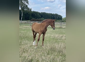 Rijnlander, Hengst, Veulen (04/2025), Vos