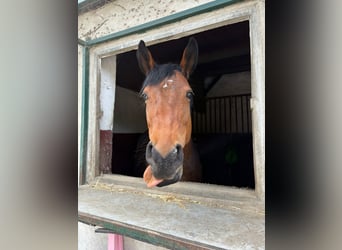 Rijnlander, Merrie, 10 Jaar, 161 cm, Bruin