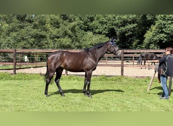 Rijnlander, Merrie, 10 Jaar, 165 cm, Bruin