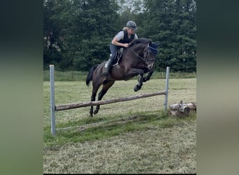Rijnlander, Merrie, 10 Jaar, 165 cm, Bruin