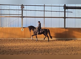 Rijnlander, Merrie, 10 Jaar, 168 cm, Donkerbruin