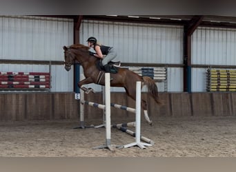 Rijnlander, Merrie, 10 Jaar, 168 cm, Vos