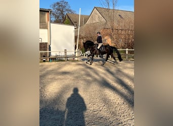 Rijnlander, Merrie, 10 Jaar, 168 cm, Zwart