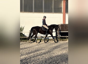 Rijnlander, Merrie, 10 Jaar, 168 cm, Zwart