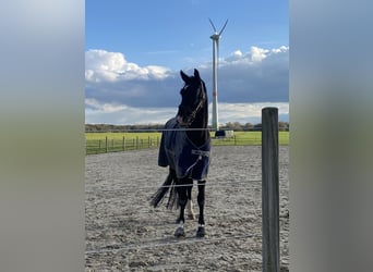 Rijnlander, Merrie, 10 Jaar, 169 cm, Zwartbruin