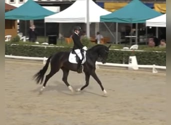 Rijnlander, Merrie, 10 Jaar, 169 cm, Zwartbruin