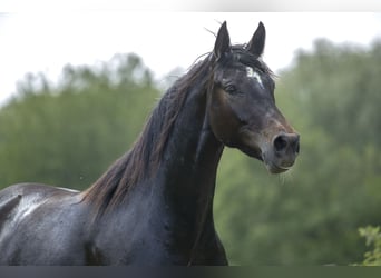 Rijnlander, Merrie, 10 Jaar, 170 cm, Zwart