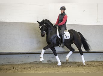 Rijnlander, Merrie, 10 Jaar, 170 cm, Zwart