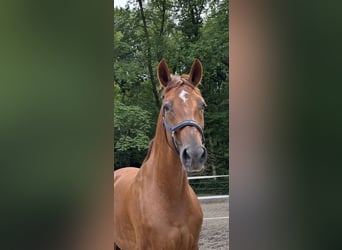 Rijnlander, Merrie, 10 Jaar, 173 cm, Vos