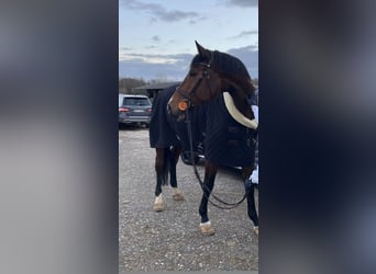 Rijnlander, Merrie, 11 Jaar, 172 cm, Bruin