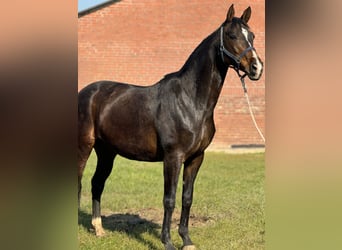 Rijnlander, Merrie, 12 Jaar, 167 cm, Bruin