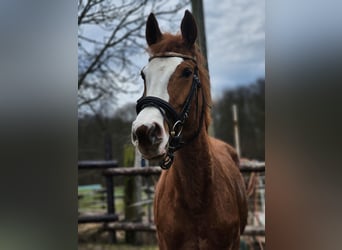 Rijnlander, Merrie, 12 Jaar, 169 cm, Roodbruin
