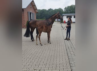 Rijnlander, Merrie, 12 Jaar, 172 cm, Donkerbruin