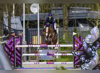 Rijnlander, Merrie, 12 Jaar, 172 cm, Vos