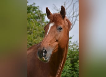 Rijnlander, Merrie, 13 Jaar, 164 cm, Vos