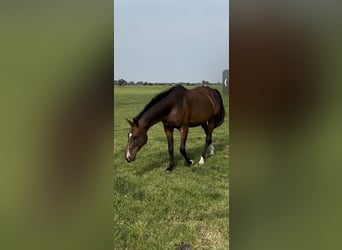 Rijnlander, Merrie, 13 Jaar, 165 cm, Bruin