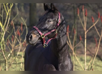 Rijnlander, Merrie, 13 Jaar, 165 cm, Zwartbruin