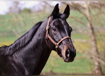 Rijnlander, Merrie, 13 Jaar, 165 cm, Zwartbruin