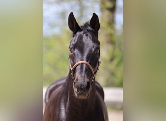 Rijnlander, Merrie, 13 Jaar, 165 cm, Zwartbruin
