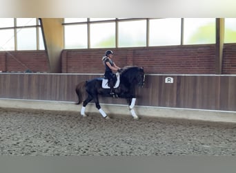 Rijnlander, Merrie, 13 Jaar, 166 cm, Donkere-vos
