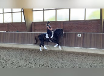 Rijnlander, Merrie, 13 Jaar, 166 cm, Donkere-vos