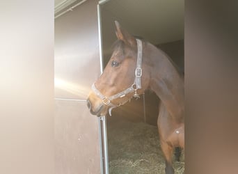 Rijnlander, Merrie, 13 Jaar, 167 cm, Bruin