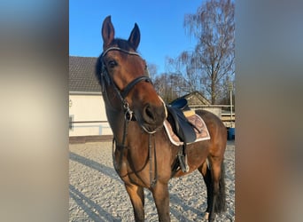 Rijnlander, Merrie, 13 Jaar, 167 cm, Bruin