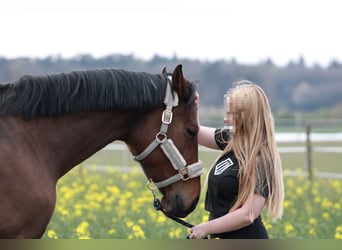 Rijnlander, Merrie, 13 Jaar, 167 cm, Bruin