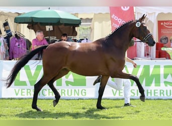 Rijnlander, Merrie, 13 Jaar, 170 cm, Bruin