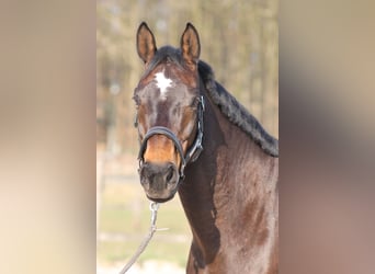 Rijnlander, Merrie, 13 Jaar, 170 cm, Donkerbruin