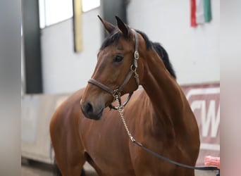Rijnlander, Merrie, 13 Jaar, 180 cm, Bruin