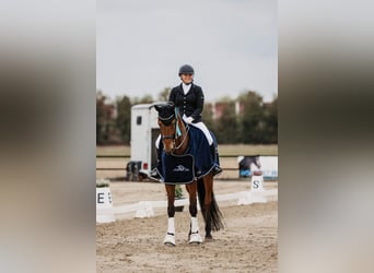 Rijnlander, Merrie, 13 Jaar, 180 cm, Bruin