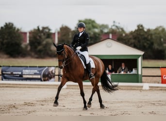 Rijnlander, Merrie, 13 Jaar, 180 cm, Bruin