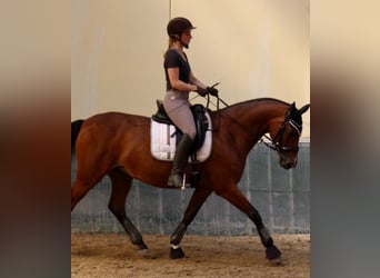 Rijnlander, Merrie, 14 Jaar, 163 cm, Bruin