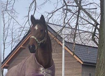 Rijnlander, Merrie, 14 Jaar, 163 cm, Bruin