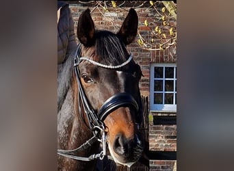 Rijnlander, Merrie, 14 Jaar, 164 cm, Donkerbruin