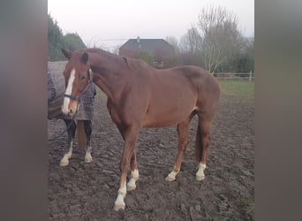 Rijnlander, Merrie, 14 Jaar, 165 cm, Vos