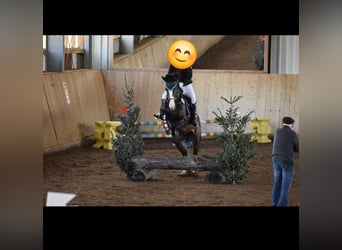 Rijnlander, Merrie, 14 Jaar, 166 cm, Bruin