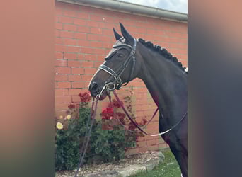 Rijnlander, Merrie, 14 Jaar, 166 cm, Zwartbruin