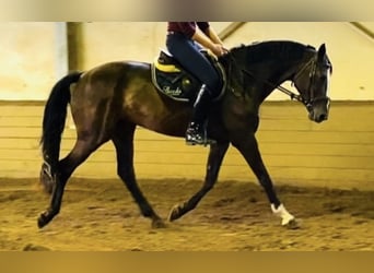 Rijnlander, Merrie, 14 Jaar, 168 cm, Bruin