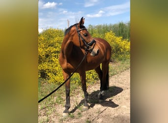 Rijnlander, Merrie, 15 Jaar, 163 cm, Bruin