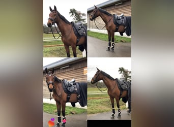 Rijnlander, Merrie, 15 Jaar, 163 cm, Bruin