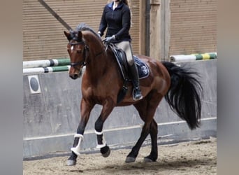 Rijnlander, Merrie, 15 Jaar, 164 cm, Bruin