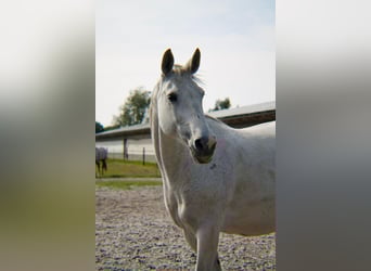 Rijnlander, Merrie, 15 Jaar, 165 cm, Schimmel