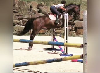 Rijnlander, Merrie, 15 Jaar, 166 cm, Bruin