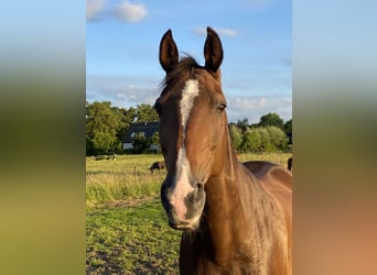 Rijnlander, Merrie, 15 Jaar, 167 cm, Donkerbruin