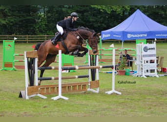 Rijnlander, Merrie, 15 Jaar, 174 cm, Donkerbruin