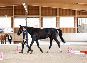 Rijnlander, Merrie, 15 Jaar, 176 cm, Zwartbruin