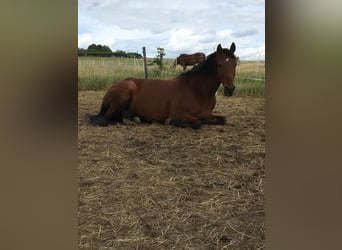 Rijnlander, Merrie, 16 Jaar, 164 cm, Bruin